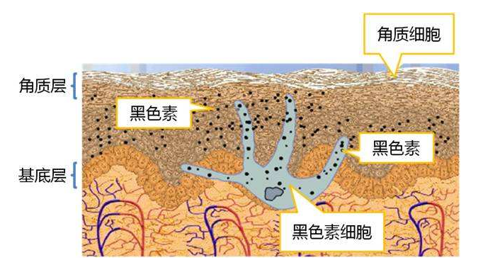 由一种特殊的细胞即黑色素细胞生成并且储存在其中